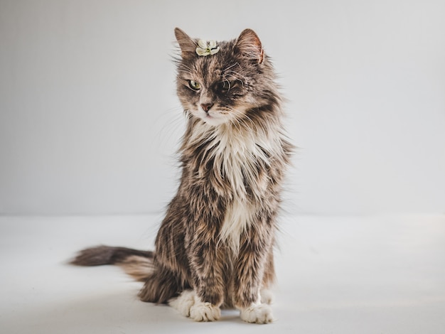 Cute, charming kitten on a white