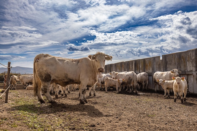 Cute Charolais cow