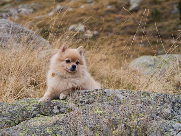 自然の背景に山の幸せな犬の石の上に座ってかわいい陽気なスピッツ