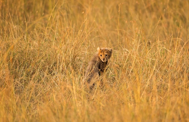 Foto cucciolo di ghepardo carino