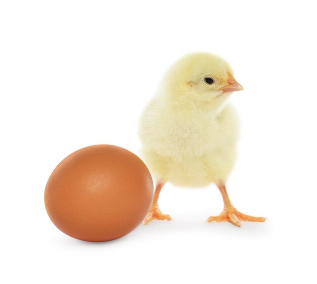 Cute chick and egg on white background Baby animal