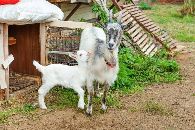 夏の日に牧場の農場でリラックスしたかわいいひよこヤギ。国内の山羊が牧草地で放牧し、かみ砕く田舎。牛乳とチーズを与えるために成長している自然のエコ農場のヤギ。