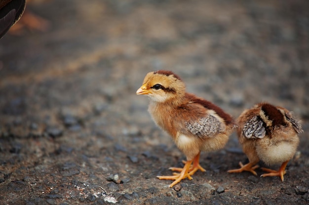 かわいいひよこ