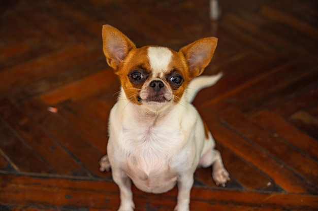 Photo cute chihuahua dog.the chihuahua is the smallest breed of dog, and is named after the mexican state of chihuahua