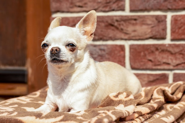 A cute chihuahua dog is lying on a blanket