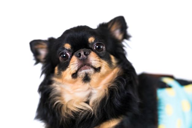 Cute chihuahua dog isolated on white background