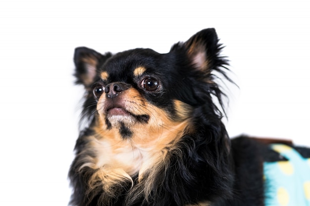 かわいいチワワの犬は、白い背景に