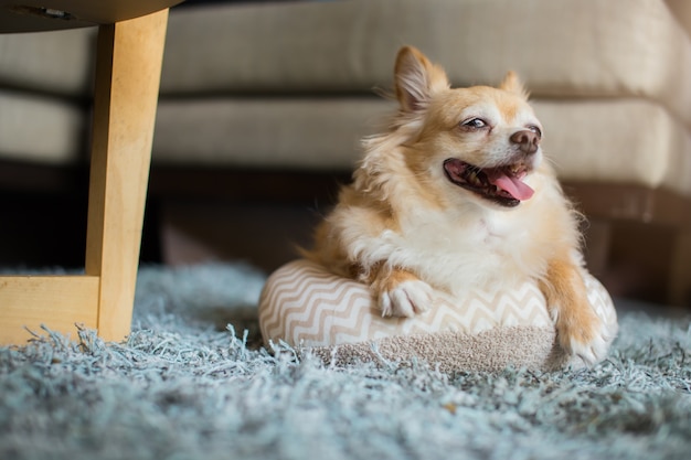 かわいいチワワの犬の座って、笑顔が彼のマスターを待っている家の床にリラックス