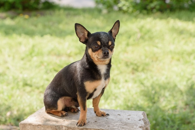 Cute Chihuahua dog sitting in the park