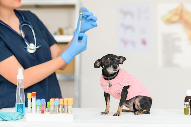 Foto un simpatico cane chihuahua su un veterinario che esamina una dottoressa fa un'iniezione con una vaccinazione