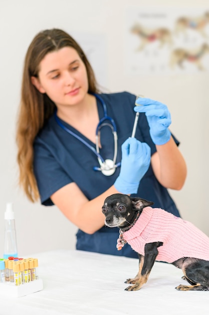 Un simpatico cane chihuahua su un veterinario che esamina una dottoressa fa un'iniezione con una vaccinazione