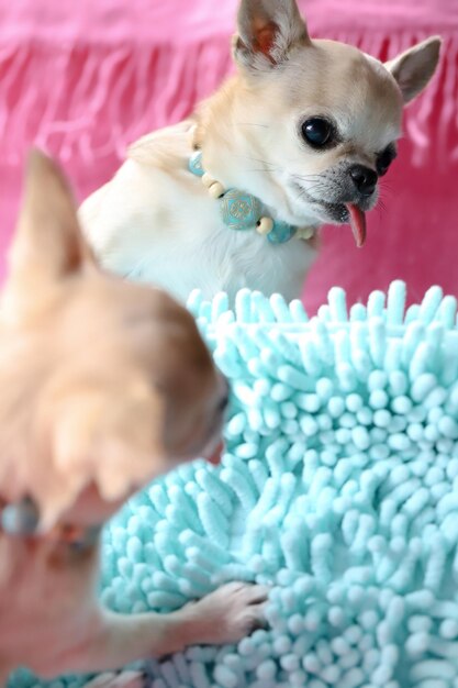 Cute chihuahua dog