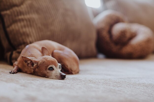 Cute chihuahua pet is laying on the sofa at home copy\
space