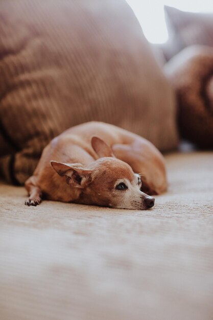 Cute chihuahua pet is laying on the sofa at home copy\
space