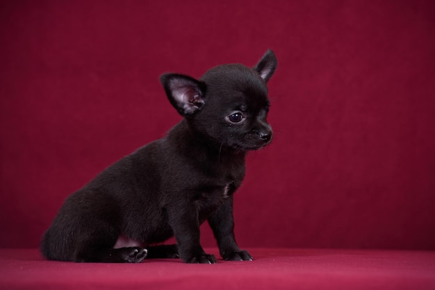 ブルゴーニュの背景にかわいいチワワの子犬