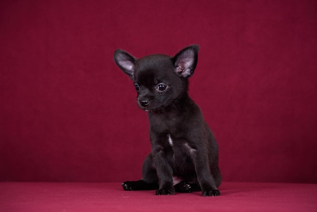 Cute chihuahua puppy on a burgundy background