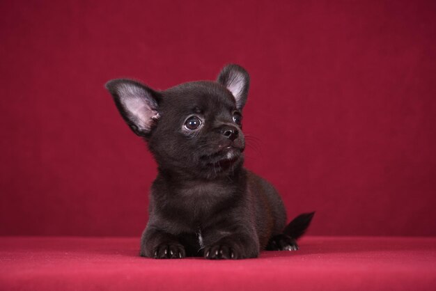 Foto cucciolo di chihuahua carino su sfondo bordeaux