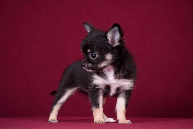 Cucciolo di chihuahua carino su sfondo bordeaux