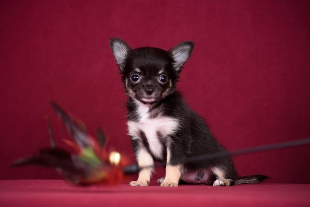 Foto cucciolo di chihuahua carino su sfondo bordeaux