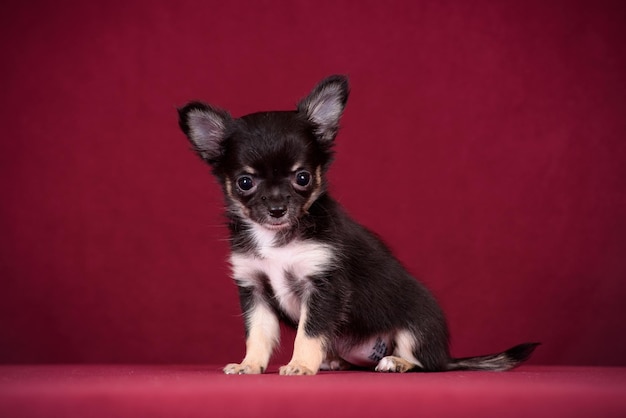 Foto cucciolo di chihuahua carino su sfondo bordeaux