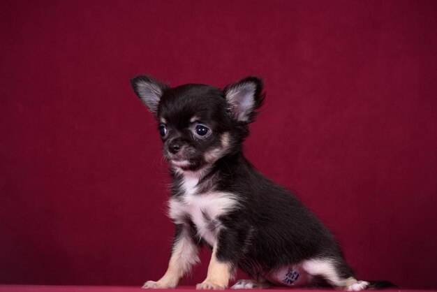 Cute chihuahua puppy on a burgundy background