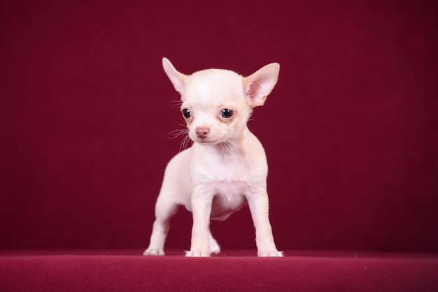 Foto simpatico cucciolo di chihuahua su sfondo bordeaux