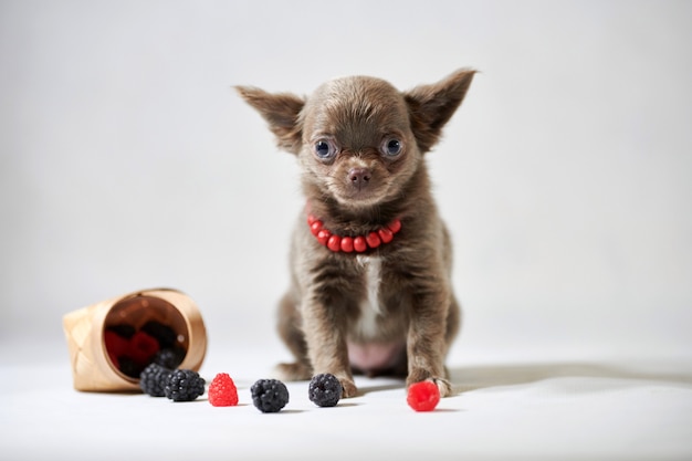 Cute chihuahua puppy dog