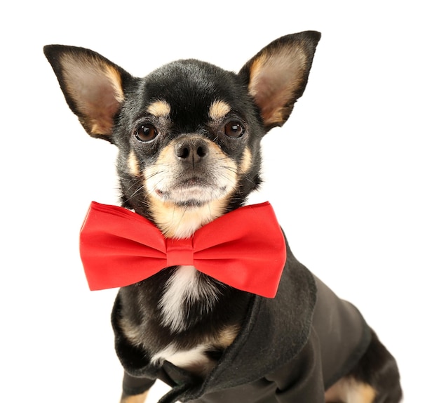 Photo cute chihuahua puppy in red bow tie isolated on white