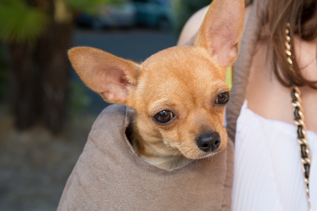 Cute chihuahua puppy sitting in brown bag isolated on white