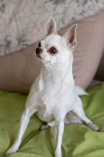 cute chihuahua sitting at home on the couch