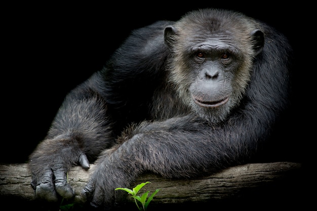 かわいいチンパンジー笑顔と大きな枝をキャッチし、黒の背景に彼の前に真っ直ぐ見る