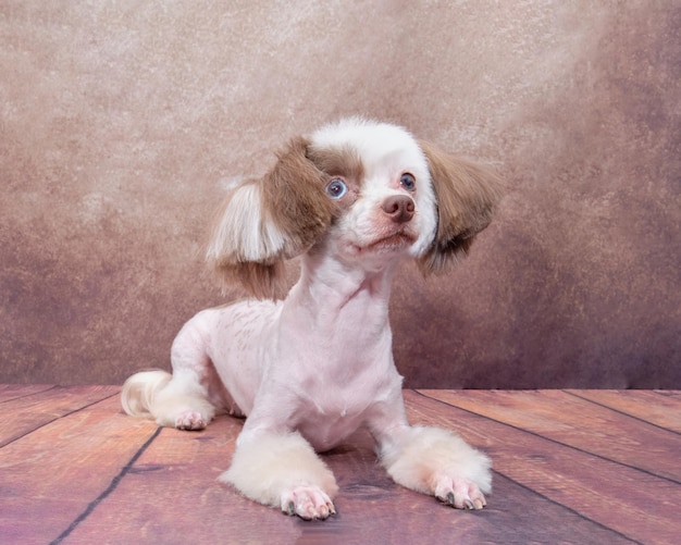 Cute Chinese crested dog lies and looks up