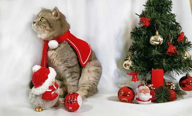 A cute Christmas cat Christmas and New Year celebration concept