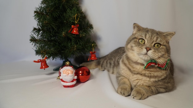 A cute Christmas cat Christmas and New Year celebration concept