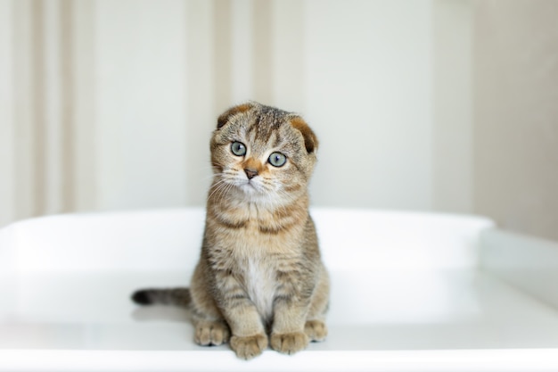 Piccolo gattino dalle orecchie pendenti pulito sveglio che si siede sulla tavola bianca