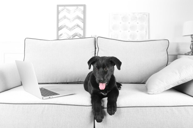 Photo cute clever black retriever on comfortable sofa in white room