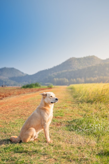 Симпатичные близкие глаза светло-коричневый собака, сидя на маленькой траве