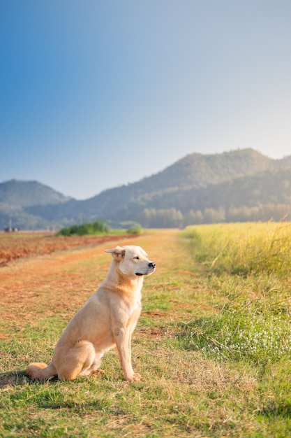 かわいい目を閉じる小さな草の上に座っている茶色の犬