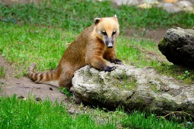 Cute coati nasua wild animal looking like raccoon