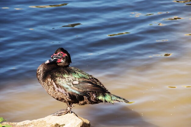 Cute colorful duck sunbathing