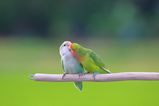 Cute and colorful of Lovebird on green nature background