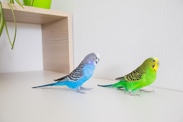 Cute communication of the two domestic parrots