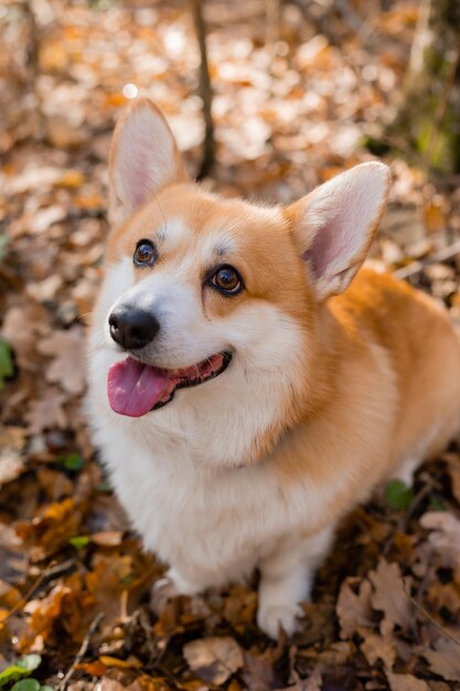 милая собака-корги на прогулке осенью в лесу