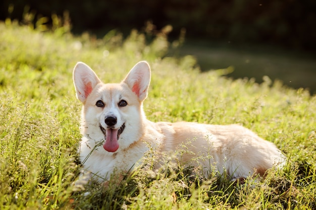 귀여운 Corgi Pembroke 개는 푸른 잔디에 쉬고 있습니다.