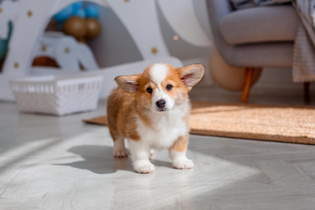 写真 床に家でかわいいコーギー子犬