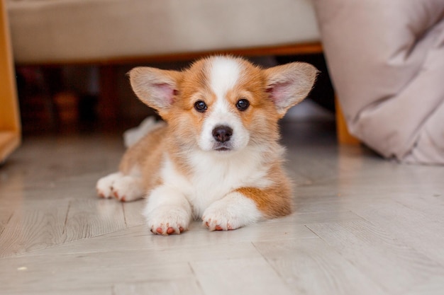 床に家でかわいいコーギー子犬