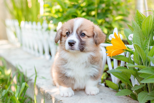 Cute corgi puppy sitting in a garden