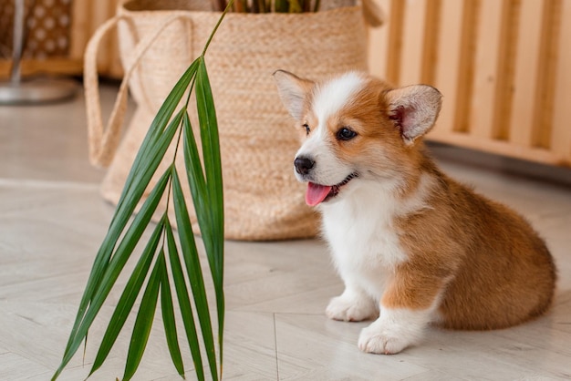 cute corgi puppy with indoor flower at home