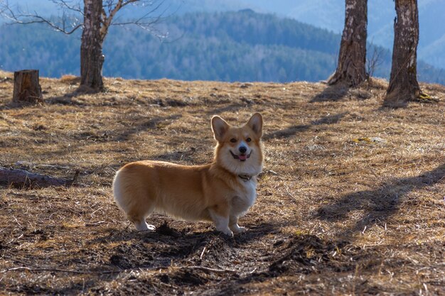 Cute corgi stands on the background of mountains and looks at the camera