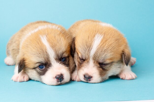 Cute Corgi Welsh Pembroke puppies lie on a blue background